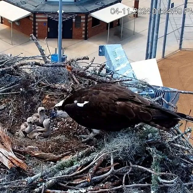 thumbnail for publication: Ospreys and Observing Osprey Behaviors through the University of Florida Osprey Cam